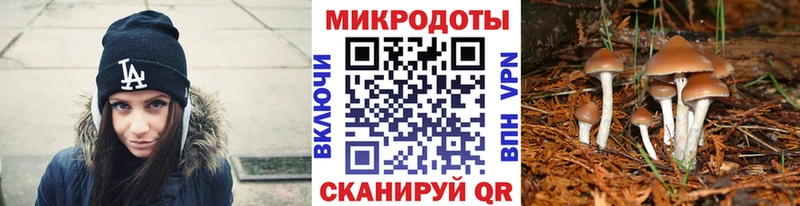 Псилоцибиновые грибы Psilocybe  Энгельс 